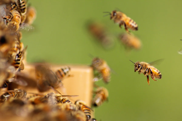 Custodi del nostro pianeta: le api